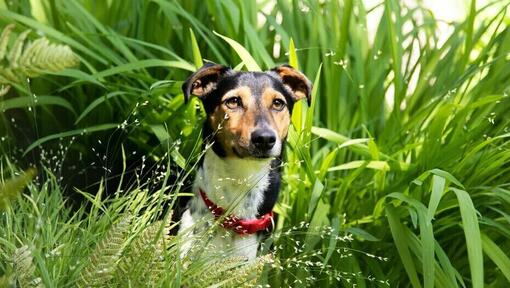 Small dog sitting in tall grass.