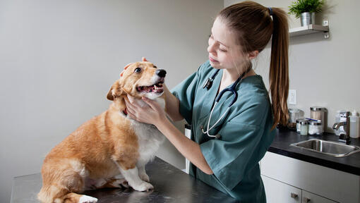 Vet examining a Corgi.