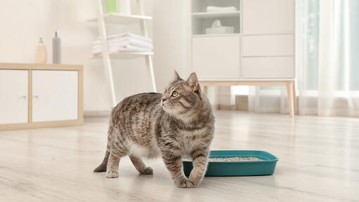 Cat next to litter box.