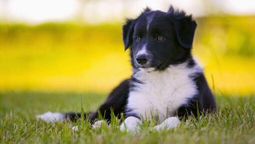 Puppy Border Collie lying on grass.