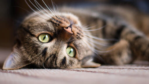 Close up of cat lying upside down.
