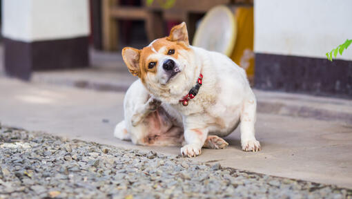 Brown and white dog scratching.