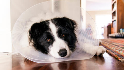 border collie wearing a cone