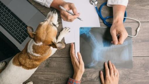 vet inspective x-ray sans with little dog on the table