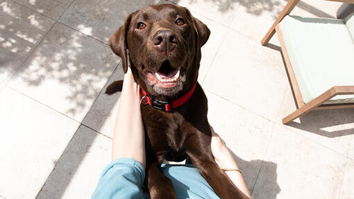 Brown dog jumping up at owner