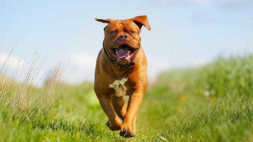 Happy Dogue de Bordeaux running in the field