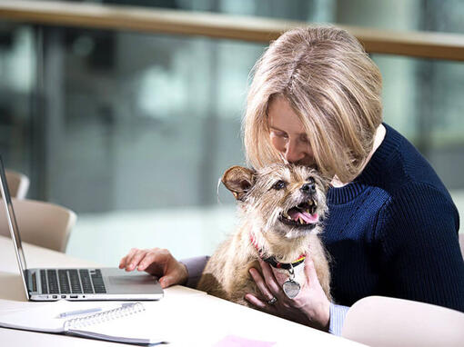 Terrier sat on woman's lap as she works on laptop