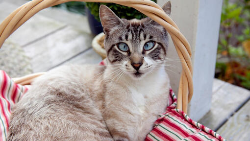 cat with blue eyes sitting in a basket
