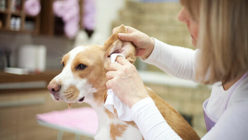 symptoms of mites in dogs