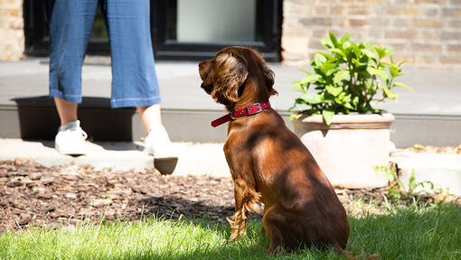 Puppy sitting in garden