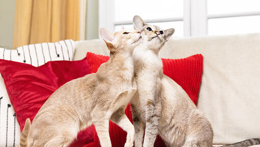 Two cats looking up on sofa