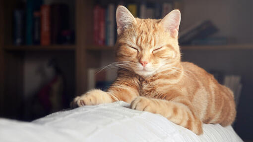 Ginger cat with eyes closed lying down.