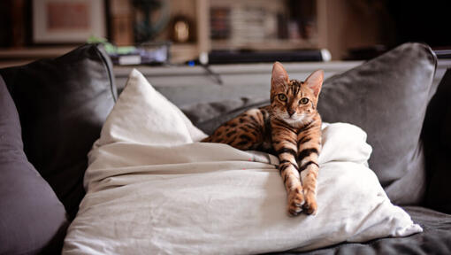 Bengal cat lying on cushion.