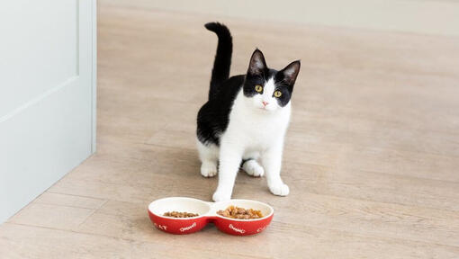 Cat Feeding Guide: How Much Should I Feed My Cat? | Purina Cat Feeding Guide: How Much Should I Feed My Cat? | Purina