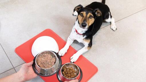 Feeding Your Puppy - The Complete Guide | Purina