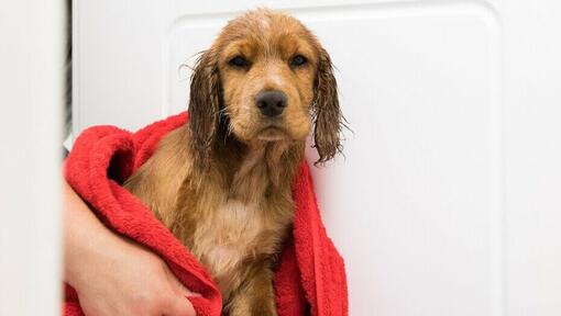 puppy wrapped in a red towel