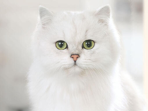 FANCY FEAST white cat