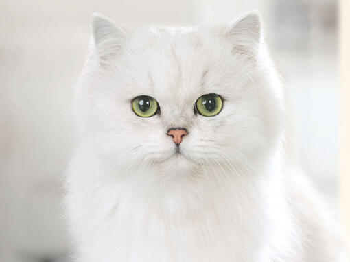 FANCY FEAST white cat