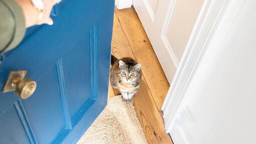 Cat waiting at door