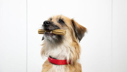 Dog with chew.