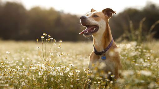 Dog jumping in a field of daisies.