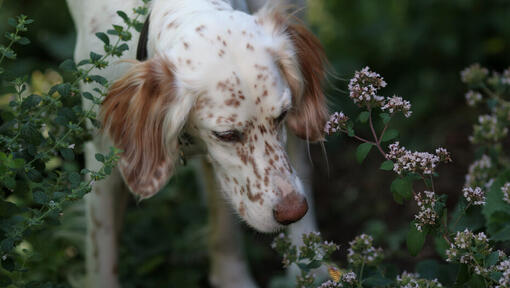 White and brown dog sniffing flowers.