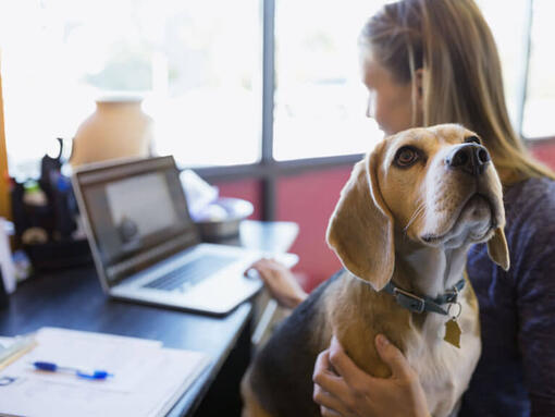 Pets At Work - Make Your Workplace Pet-Friendly | Purina