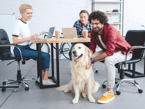 Golden retriever sat at desk with group working