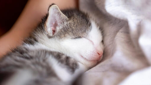 Tiny kitten asleep on owner
