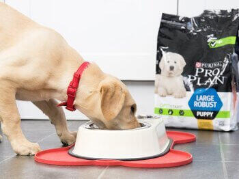 Puppy eating from bowl