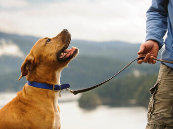 Dog looking up to owner