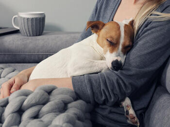 Dog asleep on owner