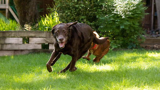 Dog running with another dog