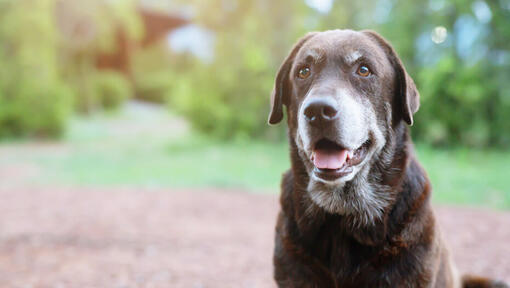 senior dog sitting in outside