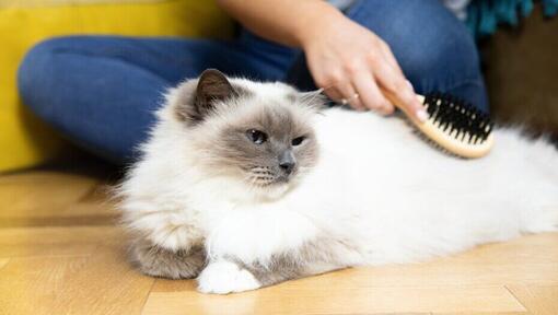 kitten having hair brushed