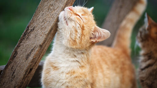 cat rubbing against wood