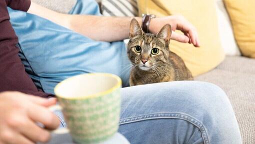 owner drinking tea while cat sits besides him