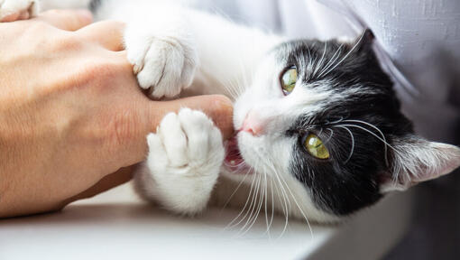 Black and white cat nibbling owner's finger.