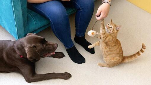 Cat playing with a wand toy while dog watches.