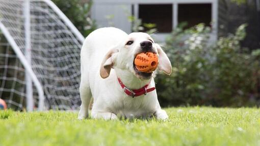 how can you get a dog to stop digging holes