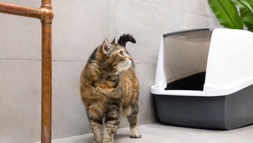 cat walking next to litter box
