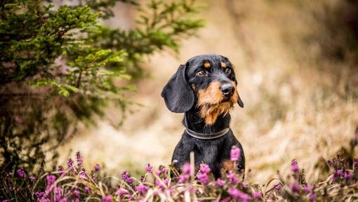 dog sitting in heather