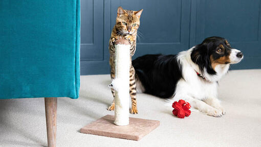 Cat standing on scratching post with dog in background.