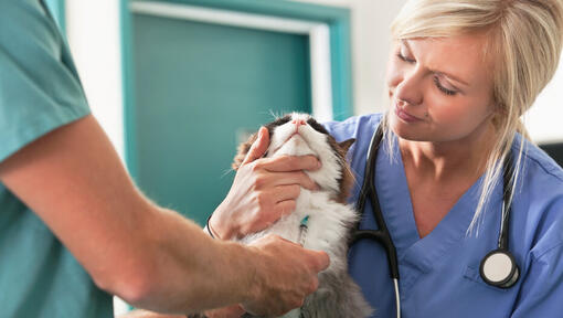 Cat held by vet for vaccination