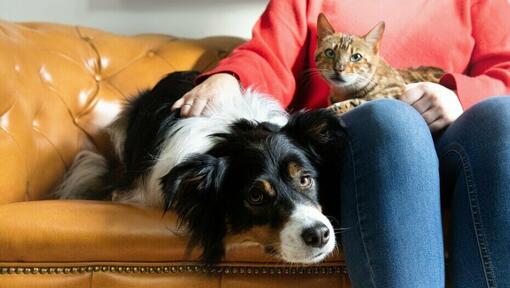 Woman holding a cat and petting a dog