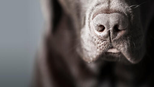 what does it mean when a dogs nose is dry and warm