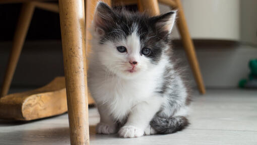 small kitten sitting underneath a chair