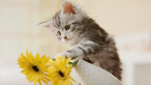 grey kitten knocking over a vase of yellow flowers