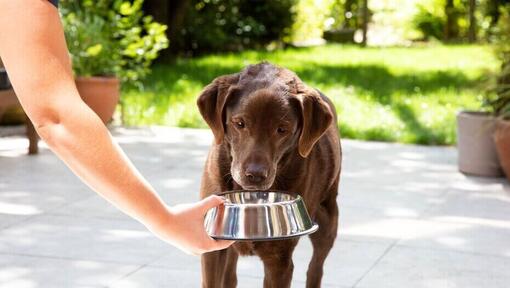 Chocolate Labrador drinking water out of a bowl.