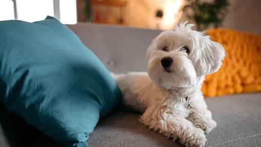 Maletese dog lying on the sofa